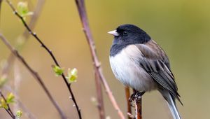 Preview wallpaper bird, beak, feathers, tree