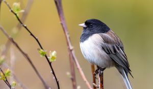 Preview wallpaper bird, beak, feathers, tree