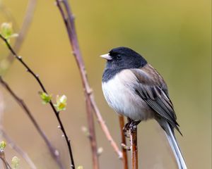 Preview wallpaper bird, beak, feathers, tree