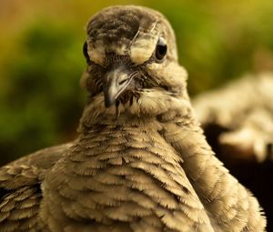 Preview wallpaper bird, beak, feathers