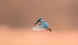 Preview wallpaper bird, beak, flap, background