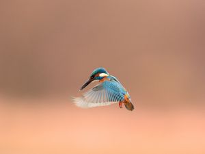 Preview wallpaper bird, beak, flap, background