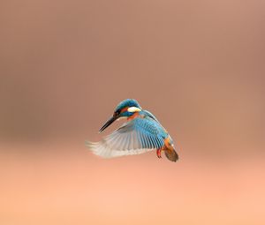 Preview wallpaper bird, beak, flap, background