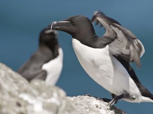 Preview wallpaper bird, beak, flap