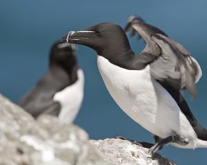 Preview wallpaper bird, beak, flap