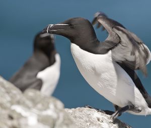 Preview wallpaper bird, beak, flap