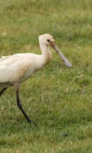 Preview wallpaper bird, beak, grass