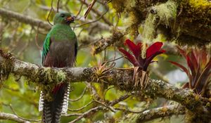 Preview wallpaper bird, beak, insect, food, branch