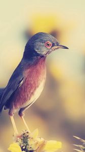 Preview wallpaper bird, beak, profile