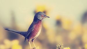 Preview wallpaper bird, beak, profile