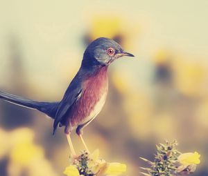 Preview wallpaper bird, beak, profile