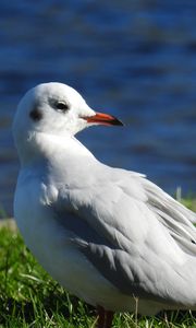 Preview wallpaper bird, beak, sea