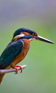 Preview wallpaper bird, beak, sharp, small, branch