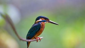 Preview wallpaper bird, beak, sharp, small, branch