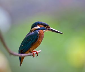 Preview wallpaper bird, beak, sharp, small, branch