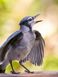 Preview wallpaper bird, beak, surface, small