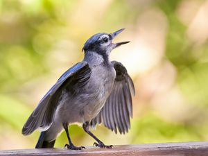 Preview wallpaper bird, beak, surface, small