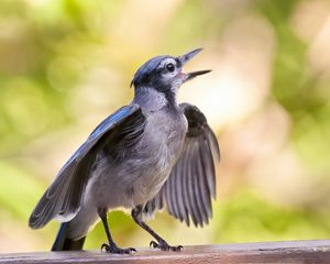 Preview wallpaper bird, beak, surface, small