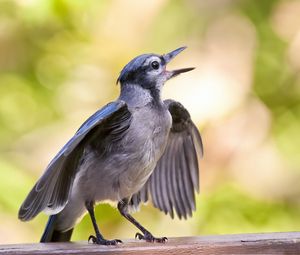 Preview wallpaper bird, beak, surface, small