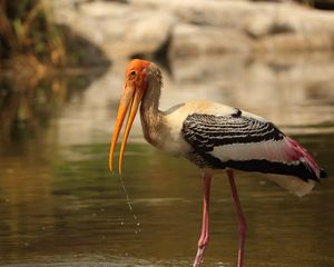 Preview wallpaper bird, beak, wings, feathers