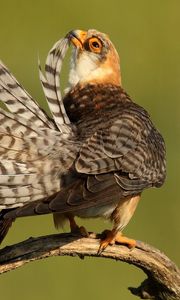 Preview wallpaper bird, beautiful, feathers, striped