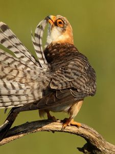 Preview wallpaper bird, beautiful, feathers, striped