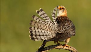 Preview wallpaper bird, beautiful, feathers, striped