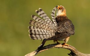 Preview wallpaper bird, beautiful, feathers, striped