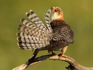 Preview wallpaper bird, beautiful, feathers, striped