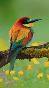 Preview wallpaper bird, bee-eater, branch, flower