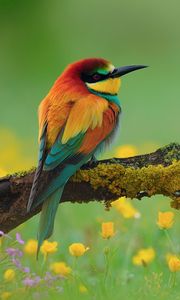 Preview wallpaper bird, bee-eater, branch, flower