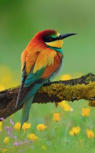 Preview wallpaper bird, bee-eater, branch, flower