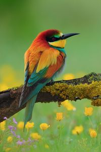 Preview wallpaper bird, bee-eater, branch, flower