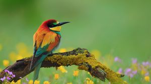 Preview wallpaper bird, bee-eater, branch, flower