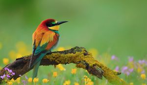 Preview wallpaper bird, bee-eater, branch, flower