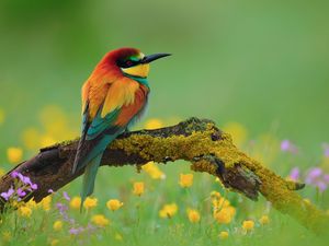 Preview wallpaper bird, bee-eater, branch, flower