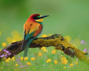 Preview wallpaper bird, bee-eater, branch, flower