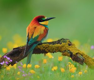 Preview wallpaper bird, bee-eater, branch, flower