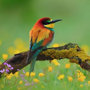 Preview wallpaper bird, bee-eater, branch, flower