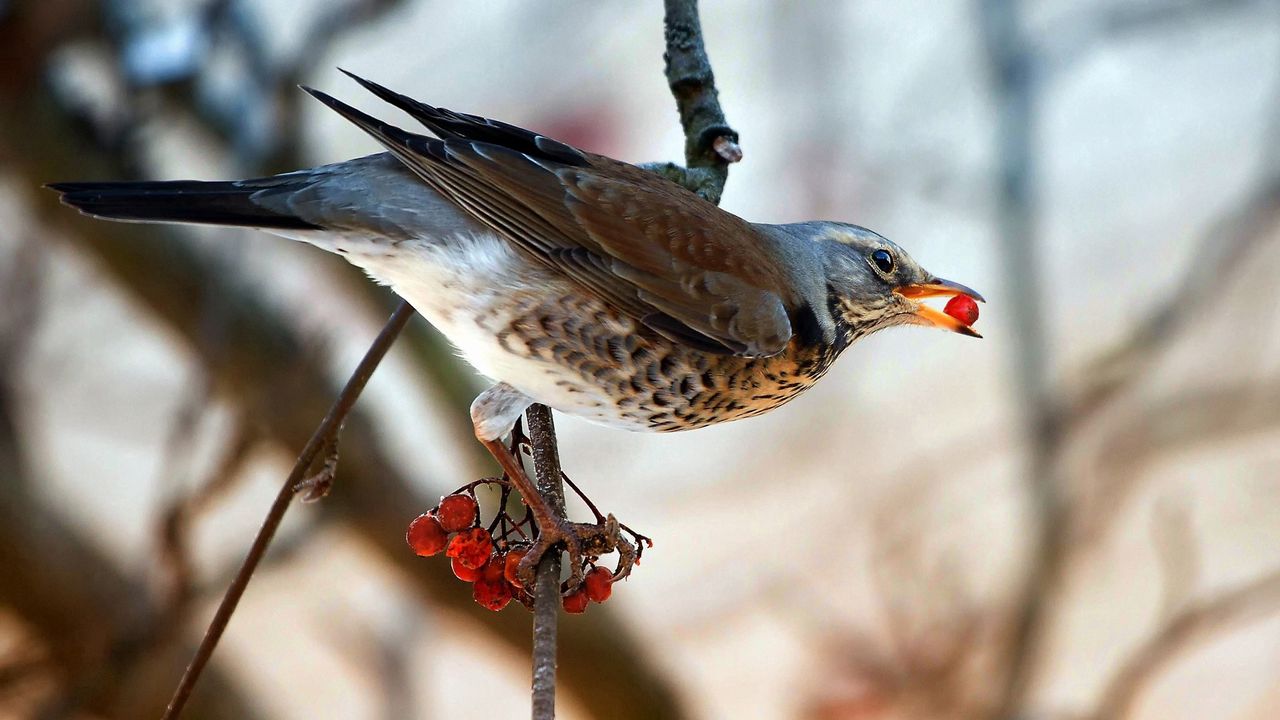 Wallpaper bird, berry, branch, sitting, eating