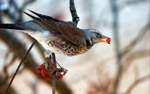 Preview wallpaper bird, berry, branch, sitting, eating