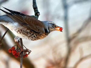 Preview wallpaper bird, berry, branch, sitting, eating