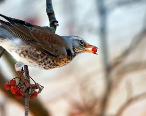 Preview wallpaper bird, berry, branch, sitting, eating