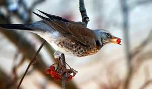 Preview wallpaper bird, blackbird, branch, rowan, food, wood