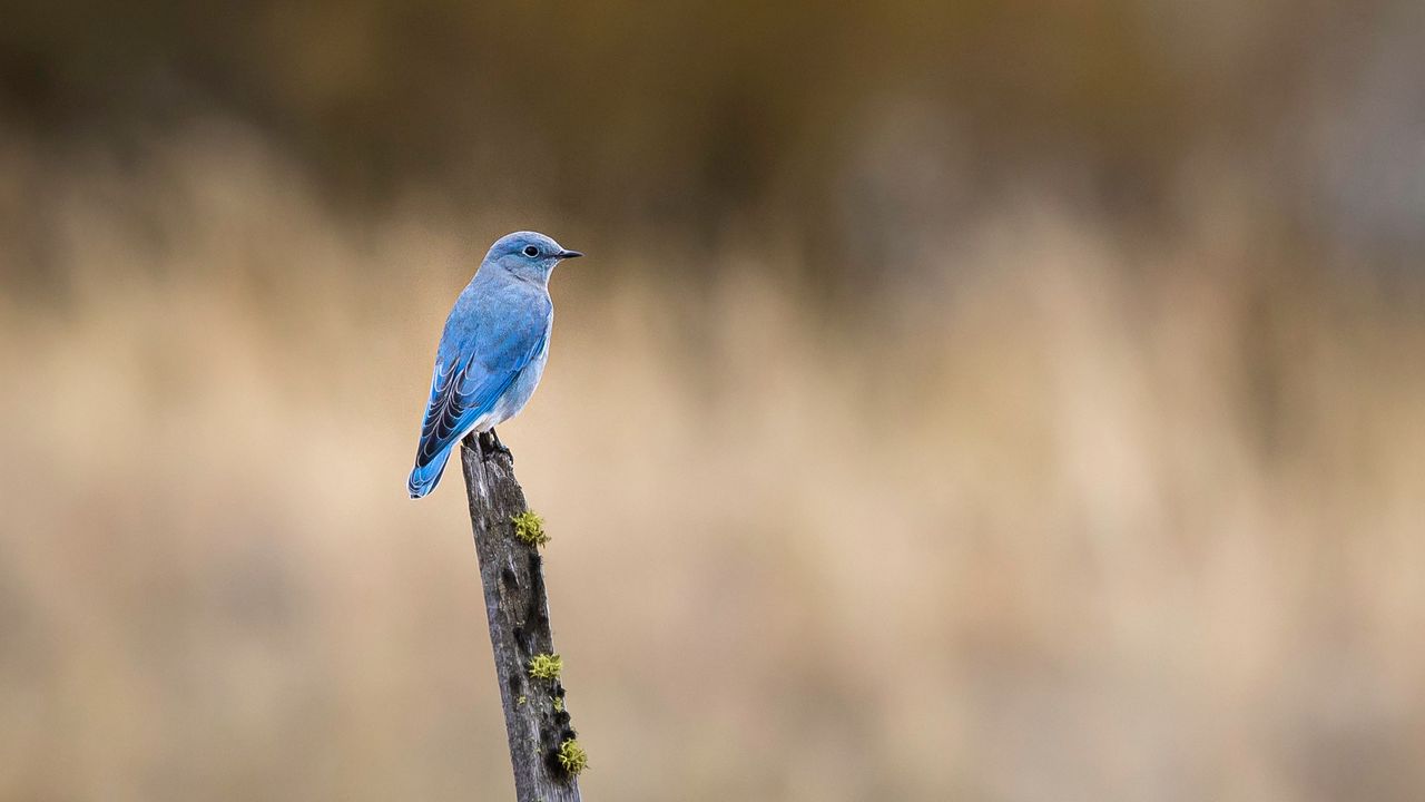 Wallpaper bird, blue, driftwood, focus