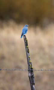 Preview wallpaper bird, blue, driftwood, focus