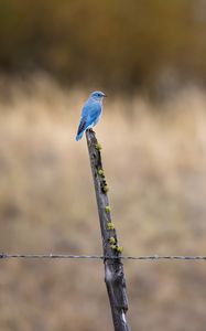 Preview wallpaper bird, blue, driftwood, focus