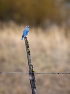 Preview wallpaper bird, blue, driftwood, focus