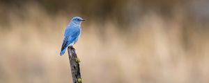 Preview wallpaper bird, blue, driftwood, focus