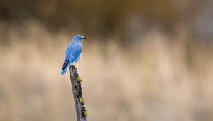 Preview wallpaper bird, blue, driftwood, focus